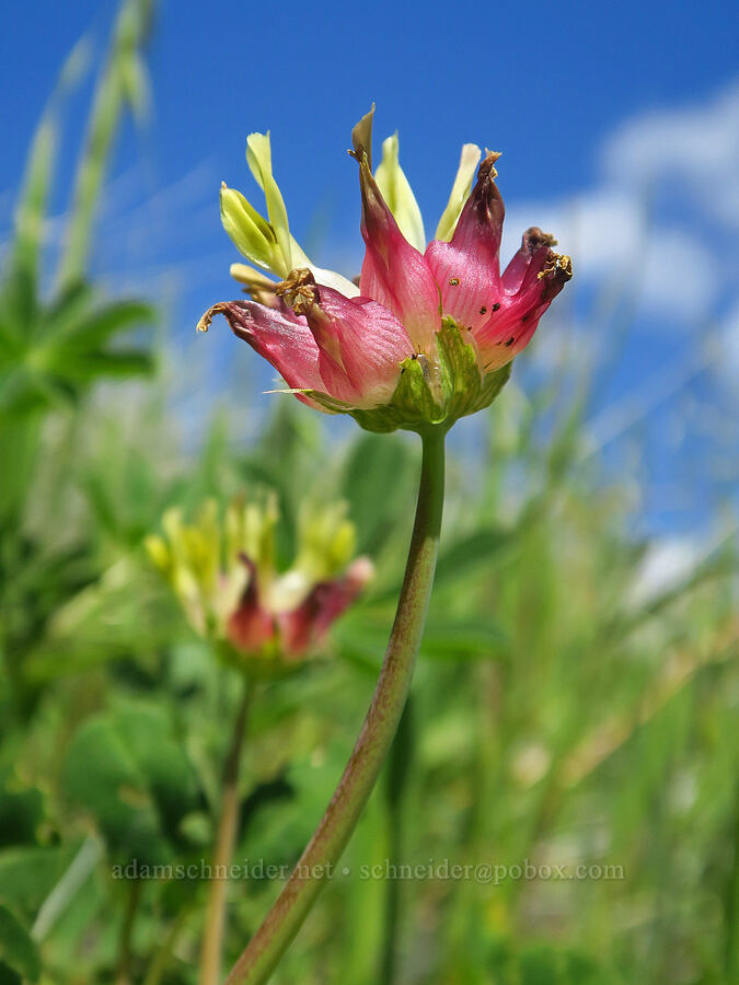 bull clover (Trifolium fucatum) [BLM Bear Creek Ranch, Colusa County, California]
