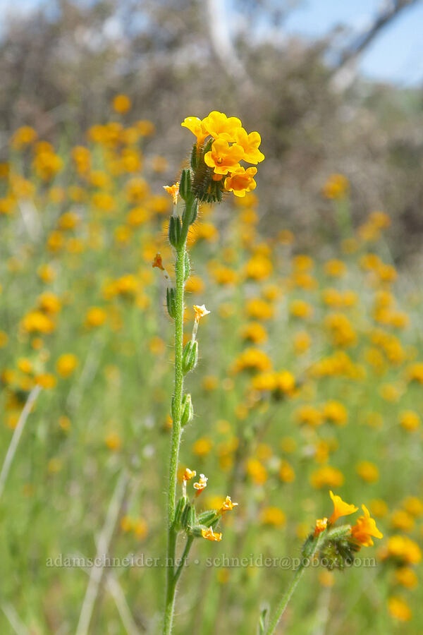 fiddleneck (Amsinckia menziesii) [BLM Bear Creek Ranch, Colusa County, California]