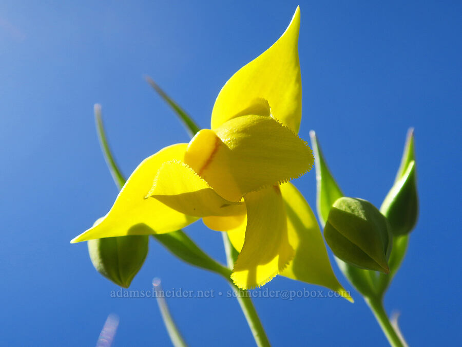 Diogenes' lantern (Calochortus amabilis) [BLM Bear Creek Ranch, Colusa County, California]