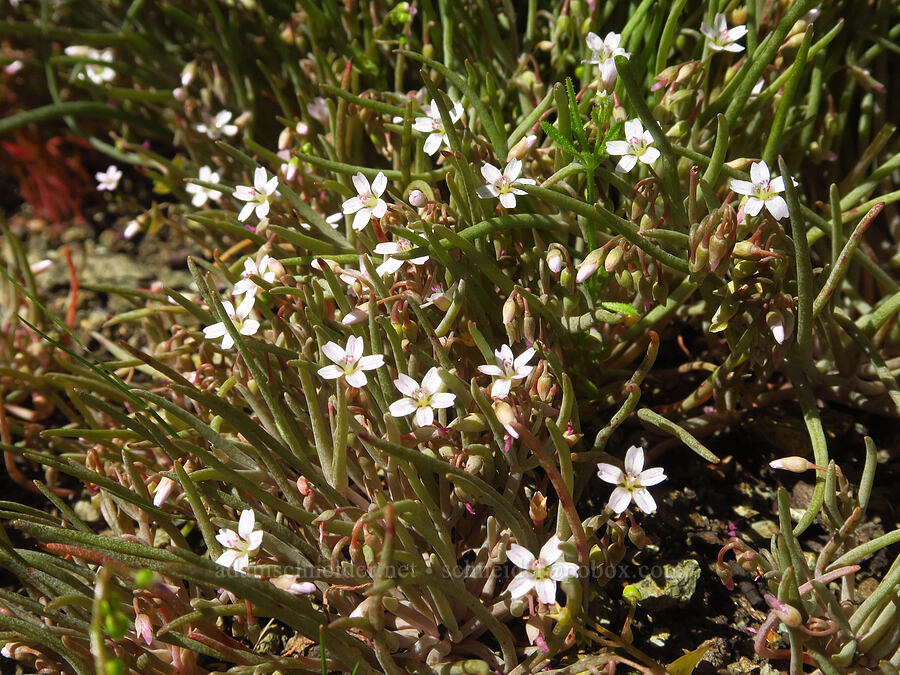 Davidson's miner's-lettuce (Claytonia parviflora ssp. viridis) [BLM Bear Creek Ranch, Colusa County, California]