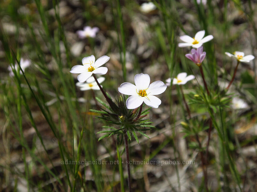 variable linanthus (Leptosiphon parviflorus (Linanthus parviflorus)) [BLM Bear Creek Ranch, Colusa County, California]