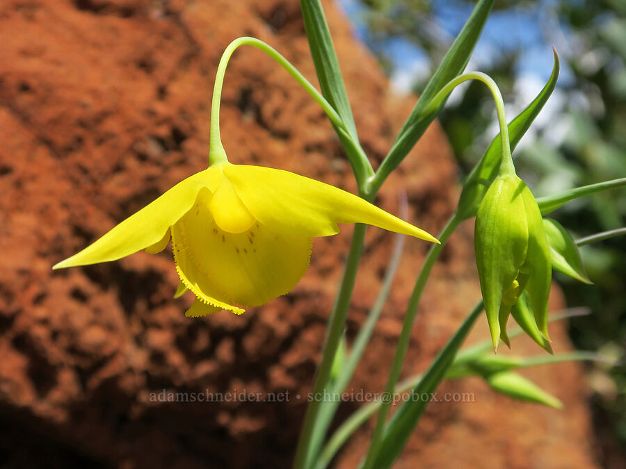Diogenes' lantern (Calochortus amabilis) [BLM Bear Creek Ranch, Colusa County, California]