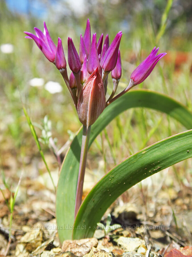 sickle-leaf onion (Allium falcifolium) [BLM Bear Creek Ranch, Colusa County, California]