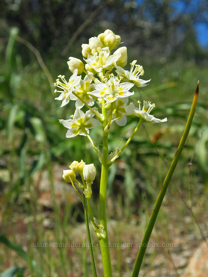 death-camas (Toxicoscordion venenosum (Zigadenus venenosus)) [BLM Bear Creek Ranch, Colusa County, California]
