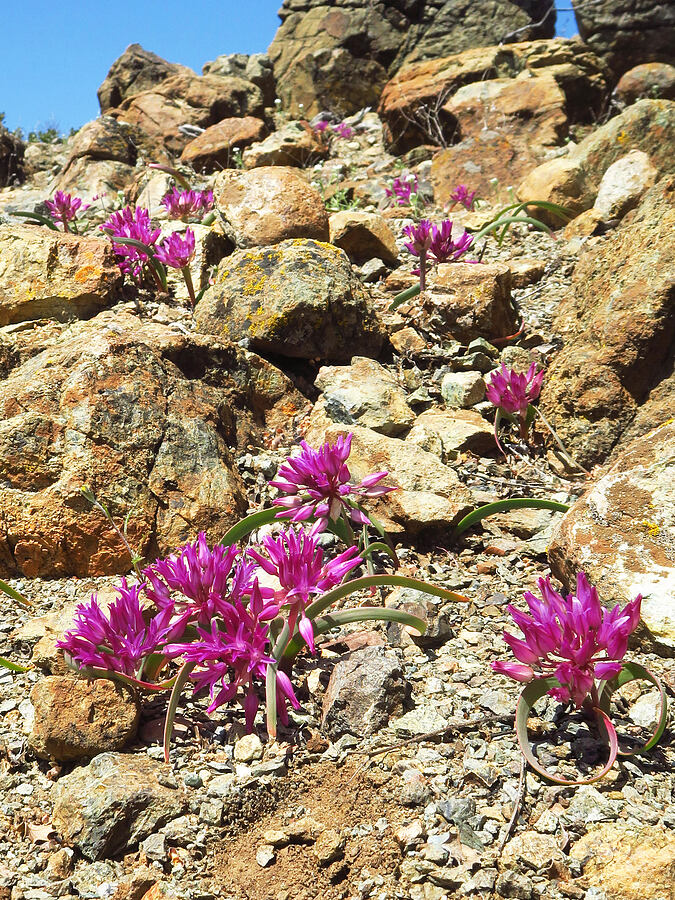 sickle-leaf onion (Allium falcifolium) [BLM Bear Creek Ranch, Colusa County, California]