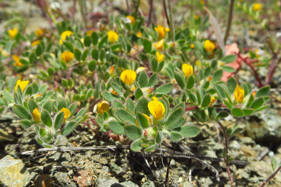 foothill deer-vetch (Acmispon brachycarpus (Lotus humistratus)) [BLM Bear Creek Ranch, Colusa County, California]