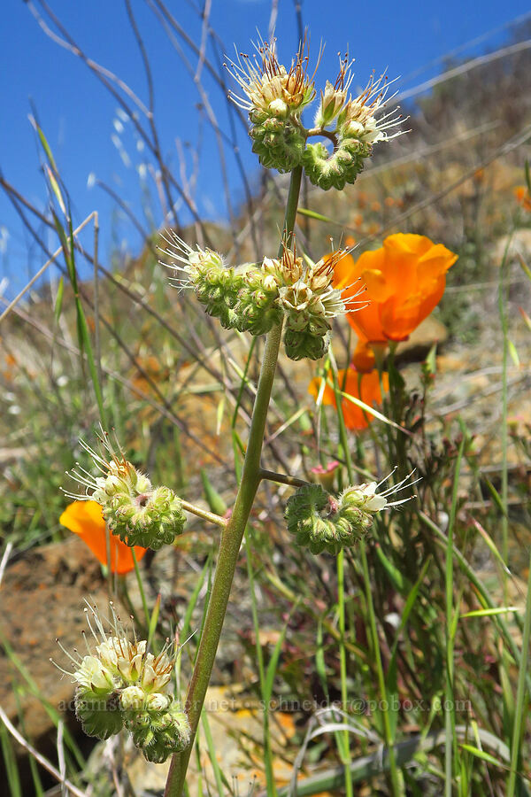imbricate phacelia (Phacelia imbricata) [BLM Bear Creek Ranch, Colusa County, California]