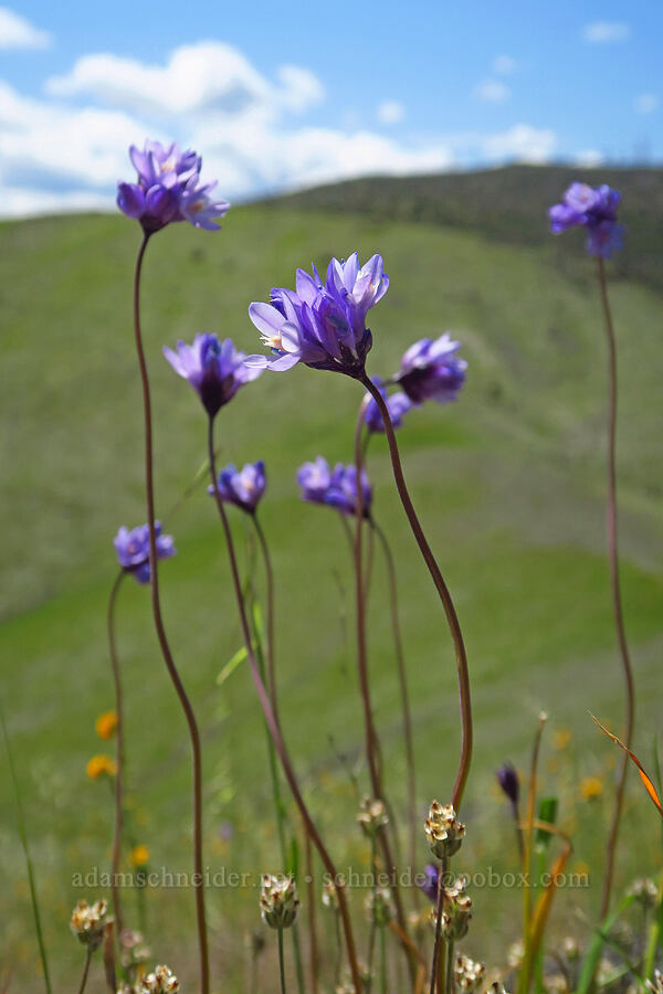 blue dicks (Dipterostemon capitatus (Dichelostemma capitatum)) [BLM Bear Creek Ranch, Colusa County, California]