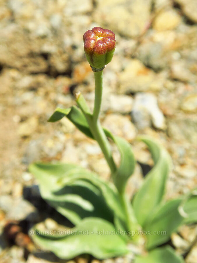 Purdy's fritillary, going to seed (Fritillaria purdyi) [BLM Bear Creek Ranch, Colusa County, California]