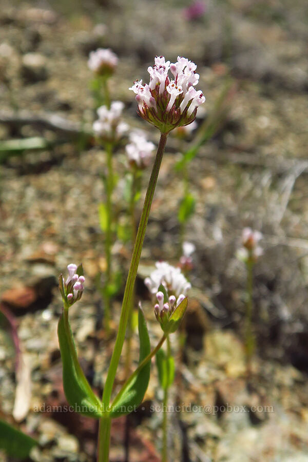 white plectritis (Plectritis macrocera) [BLM Bear Creek Ranch, Colusa County, California]