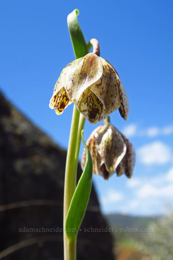 Purdy's fritillary (Fritillaria purdyi) [BLM Bear Creek Ranch, Colusa County, California]