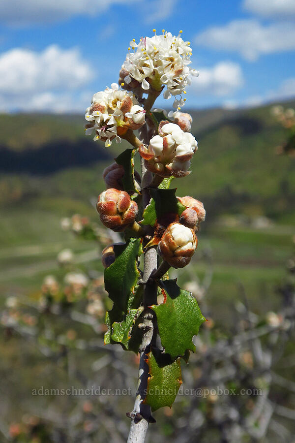 buck-brush (Ceanothus cuneatus) [BLM Bear Creek Ranch, Colusa County, California]