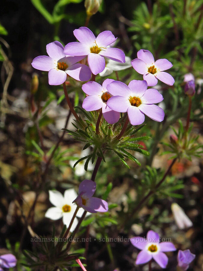 variable linanthus (Leptosiphon parviflorus (Linanthus parviflorus)) [BLM Bear Creek Ranch, Colusa County, California]
