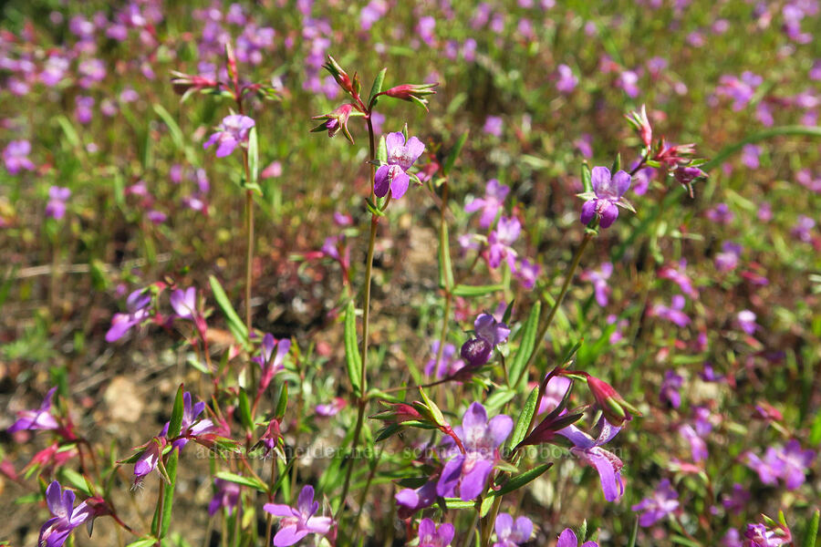 few-flowered blue-eyed-Mary (Collinsia sparsiflora) [BLM Bear Creek Ranch, Colusa County, California]