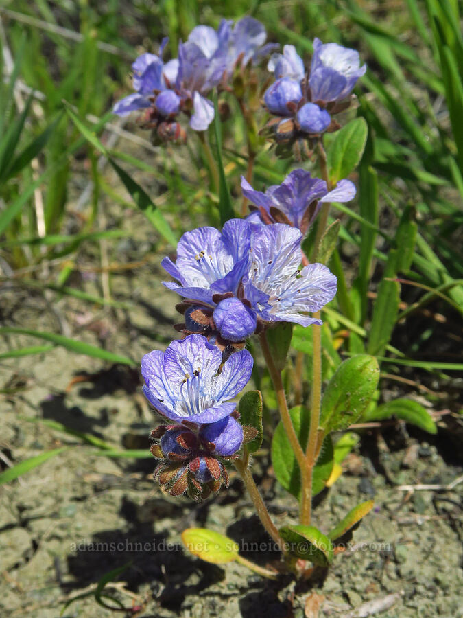 divaricate phacelia (Phacelia divaricata) [BLM Bear Creek Ranch, Colusa County, California]