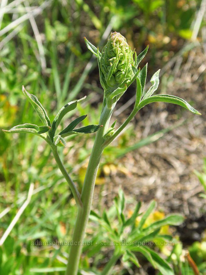larkspur? [BLM Bear Creek Ranch, Colusa County, California]