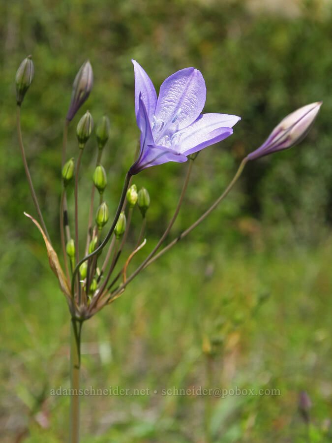 Ithuriel's spear (Triteleia laxa (Brodiaea laxa)) [Highway 20, Colusa County, California]