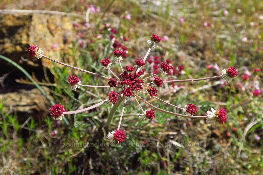 Hoover's desert parsley (Lomatium hooveri) [Destanella Flat, Colusa County, California]
