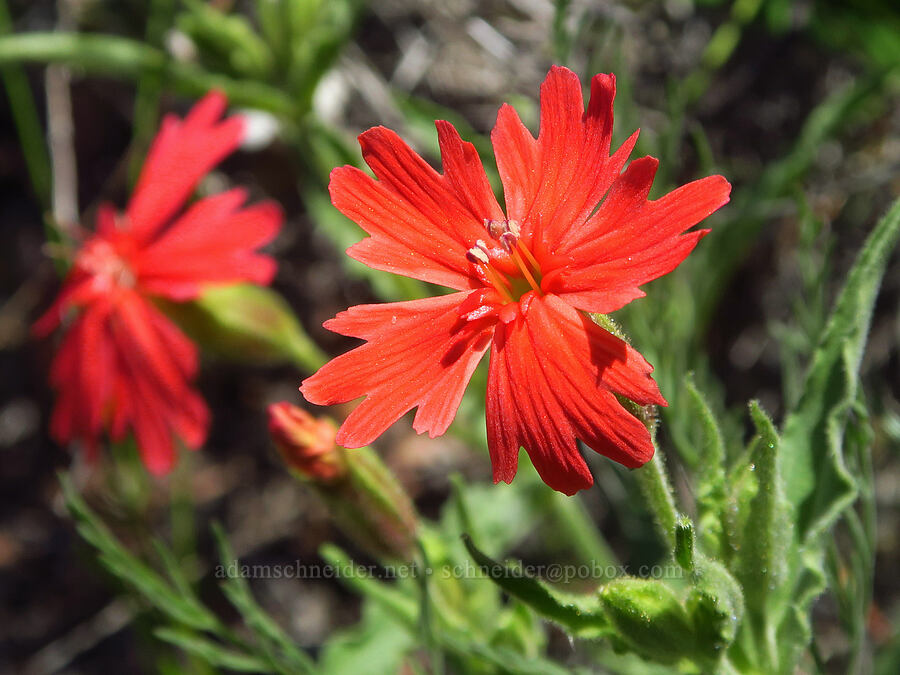 California Indian-pink (Silene laciniata ssp. californica) [Destanella Flat, Colusa County, California]