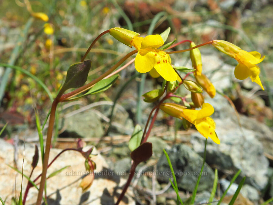 bare monkeyflower (Erythranthe nudata (Mimulus nudatus)) [Destanella Flat, Colusa County, California]