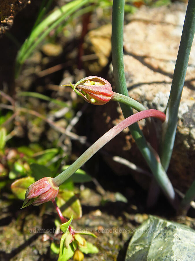 Purdy's onion, budding (Allium fimbriatum var. purdyi) [Destanella Flat, Colusa County, California]