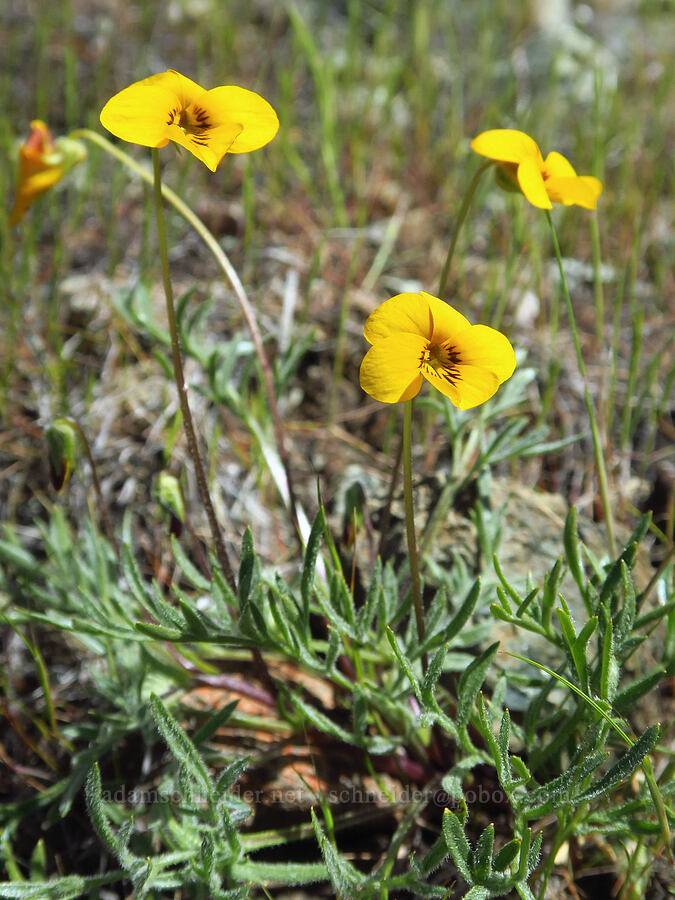 Douglas' violet (Viola douglasii) [Destanella Flat, Colusa County, California]