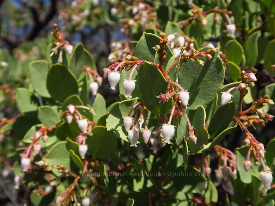 manzanita (which?) (Arctostaphylos sp.) [Destanella Flat, Colusa County, California]
