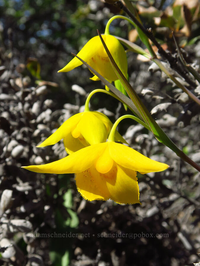 Diogenes' lantern (Calochortus amabilis) [Destanella Flat, Colusa County, California]