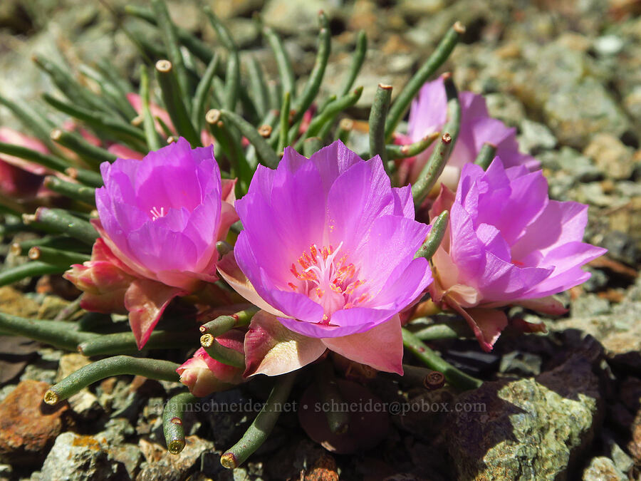 bitterroot (Lewisia rediviva) [Destanella Flat, Colusa County, California]
