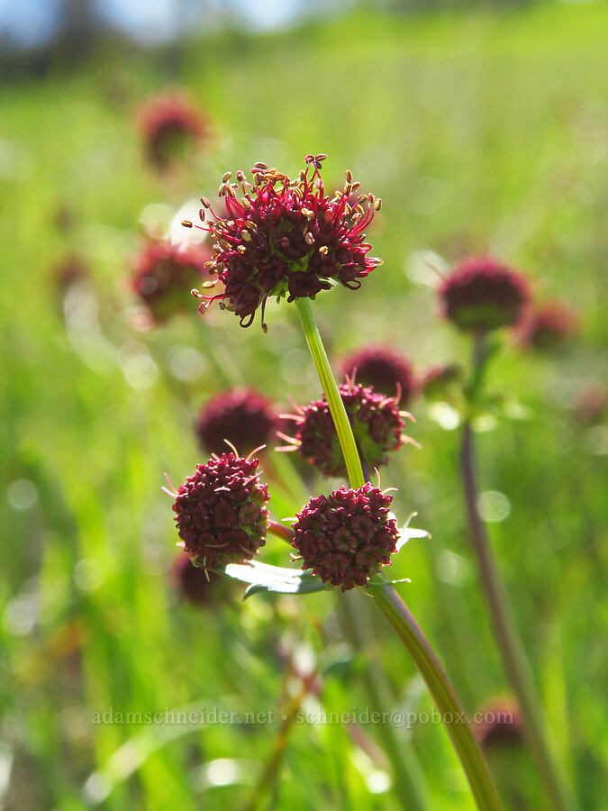 purple sanicle (Sanicula bipinnatifida) [Destanella Flat, Colusa County, California]
