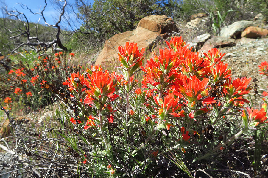 woolly paintbrush (Castilleja foliolosa) [Highway 20, Colusa County, California]