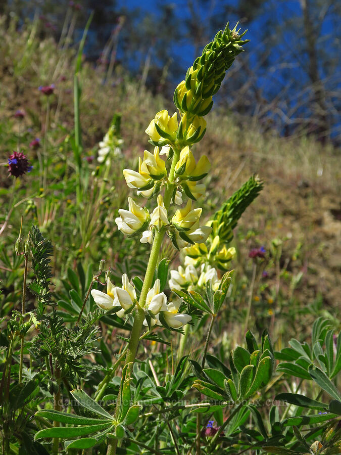 chick lupine (Lupinus microcarpus) [Bear Valley Road, Colusa County, California]