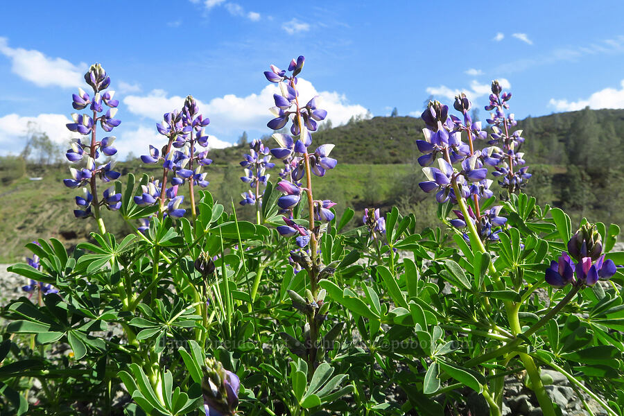 arroyo lupines (Lupinus succulentus) [Bear Valley Road, Colusa County, California]