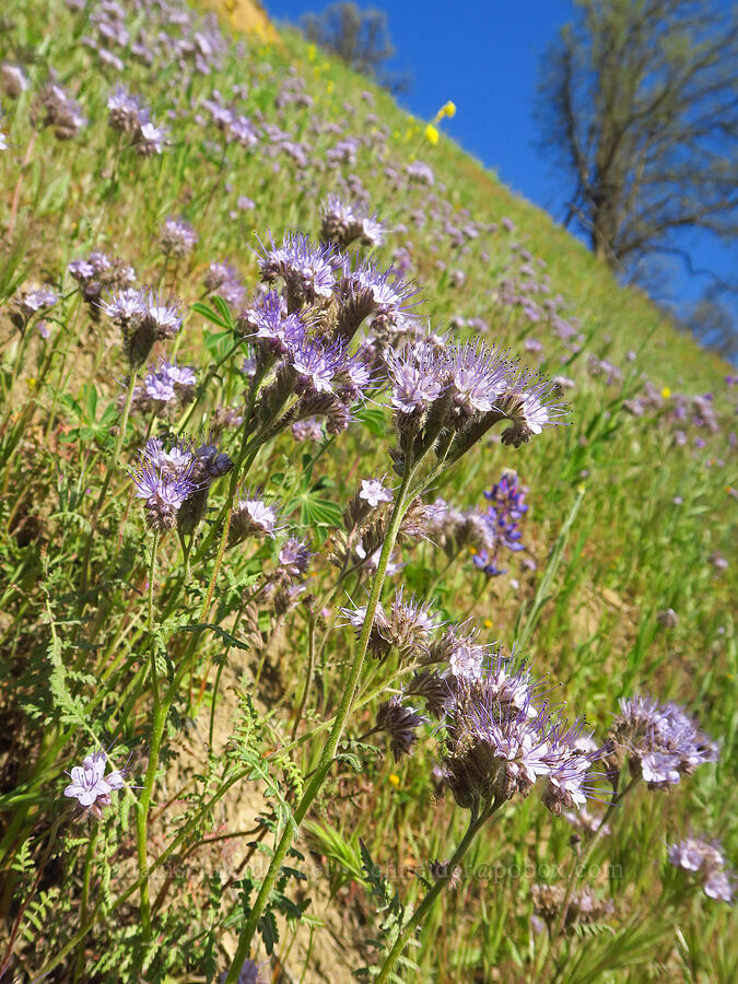 tansy-leaf phacelia (Phacelia tanacetifolia) [Bear Valley Road, Colusa County, California]