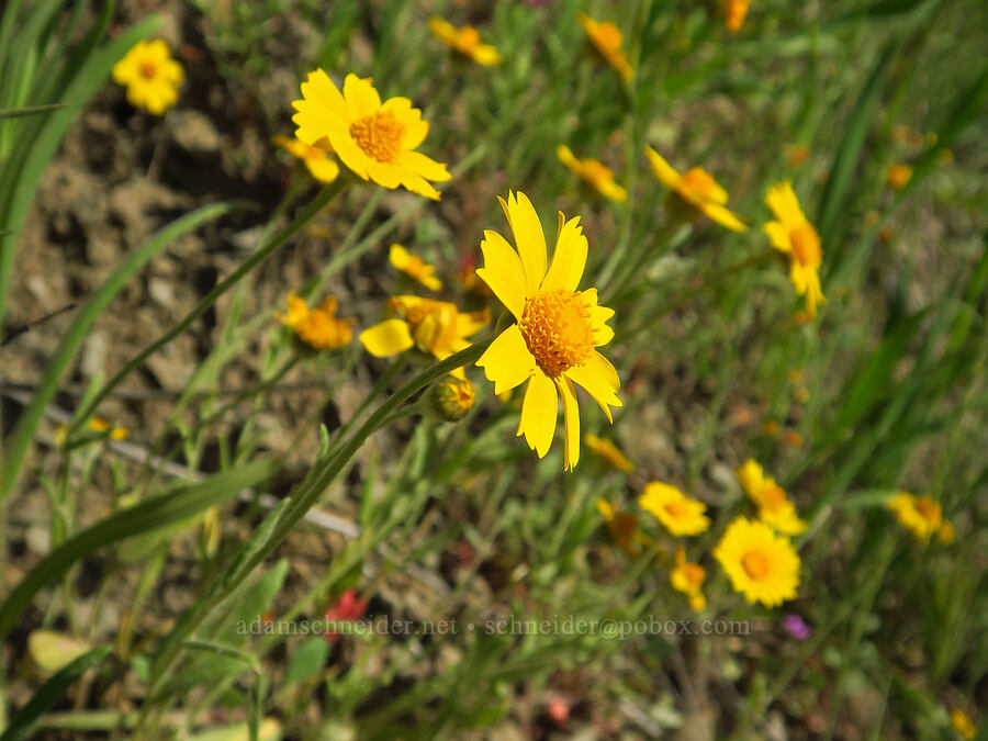 cupped monolopia (Monolopia major) [Bear Valley Road, Colusa County, California]