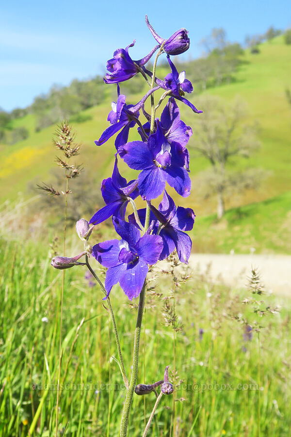 royal larkspur (Delphinium variegatum) [Wilbur Springs Road, Colusa County, California]