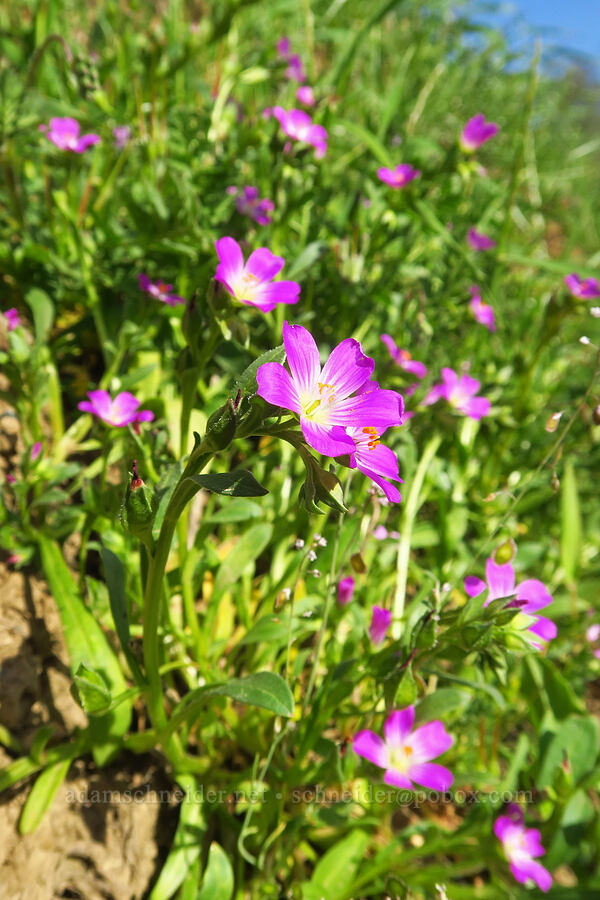 red-maids (Calandrinia ciliata (Calandrinia menziesii)) [Wilbur Springs Road, Colusa County, California]