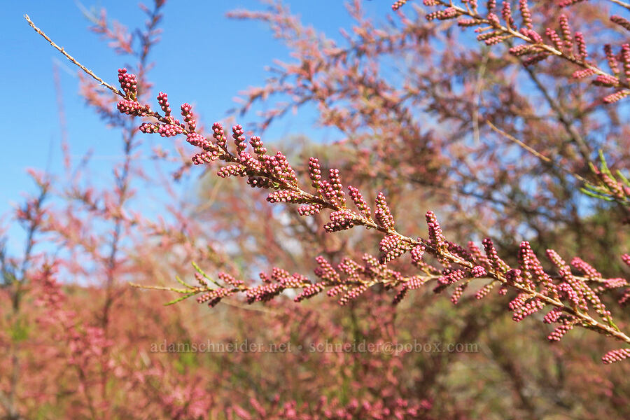 tamarisk (Tamarix sp.) [Wilbur Springs Road, Colusa County, California]