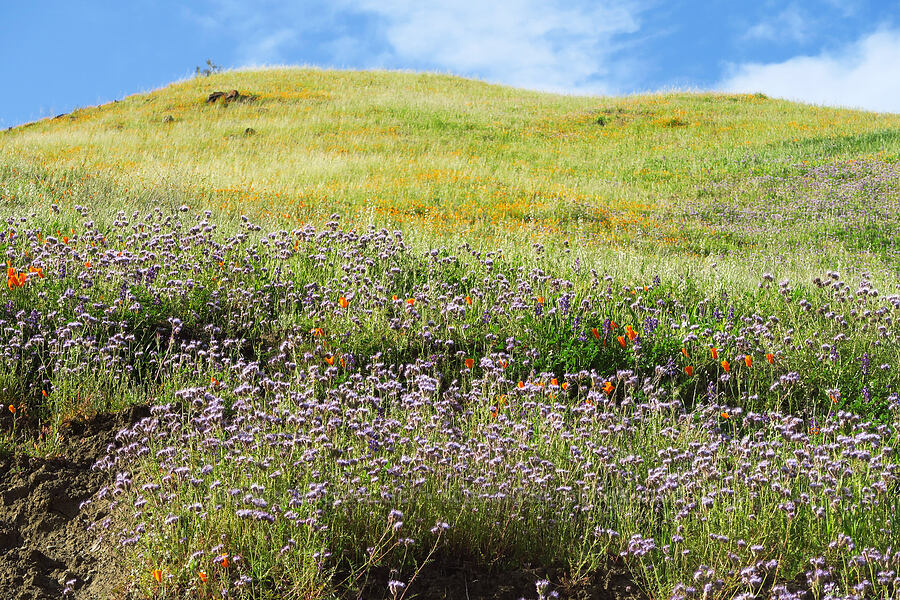 wildflowers (Phacelia tanacetifolia, Eschscholzia californica, Caulanthus sp. (Streptanthus sp.)) [Wilbur Springs Road, Colusa County, California]