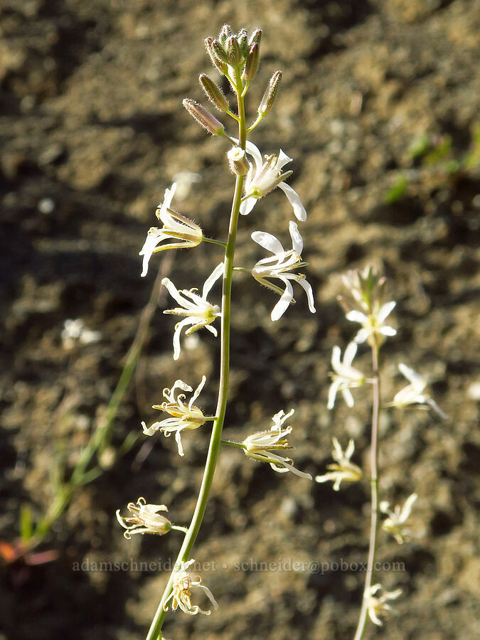 yellow California mustard (Caulanthus flavescens (Streptanthus flavescens)) [Wilbur Springs Road, Colusa County, California]