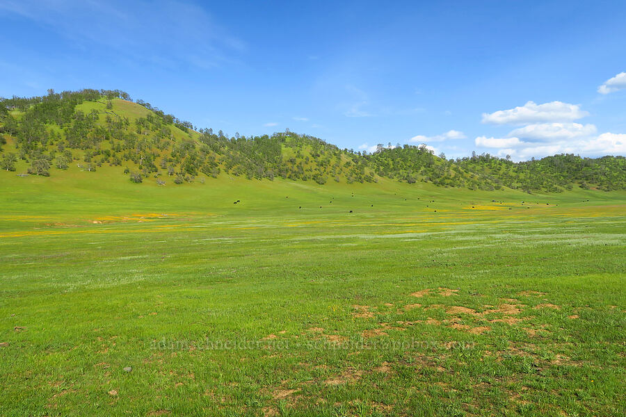 wildflowers & cows [Bear Valley Road, Colusa County, California]