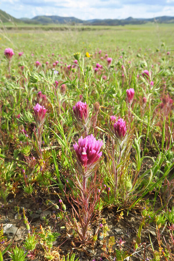 purple owl's-clover (Castilleja exserta var. exserta (Orthocarpus exsertus)) [Bear Valley Road, Colusa County, California]