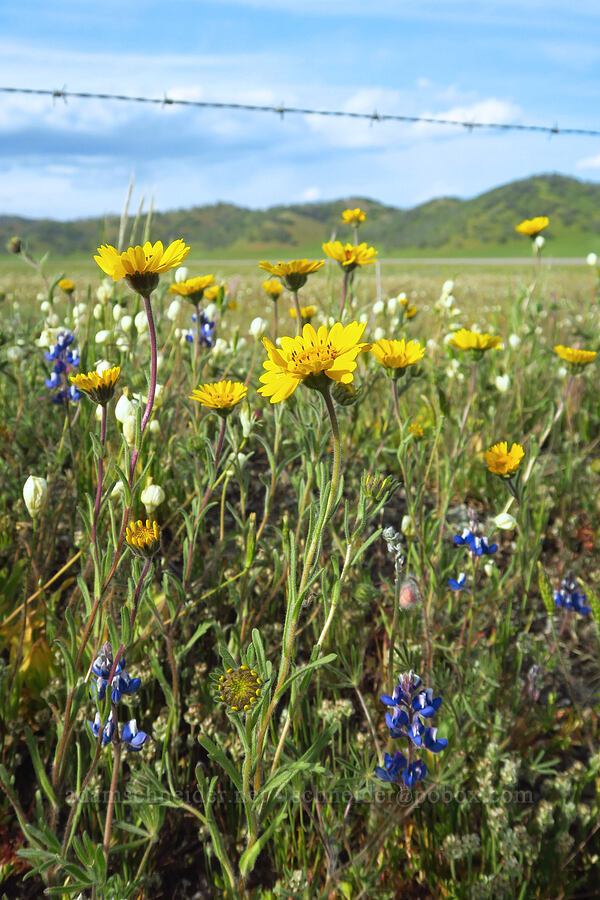 tarweed (Madia elegans) [Bear Valley Road, Colusa County, California]