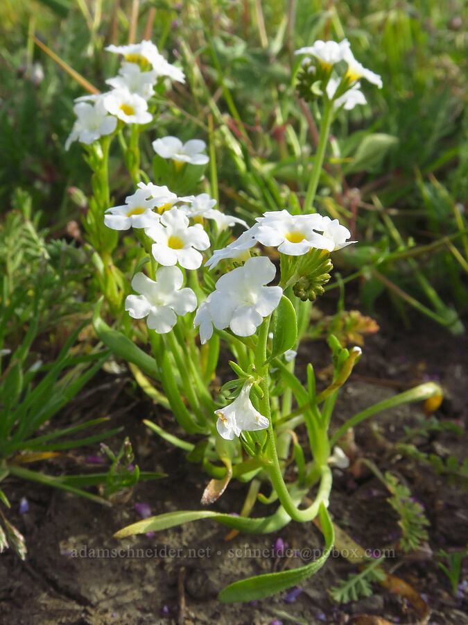 stalked popcorn flower (Plagiobothrys stipitatus) [Bear Valley Road, Colusa County, California]