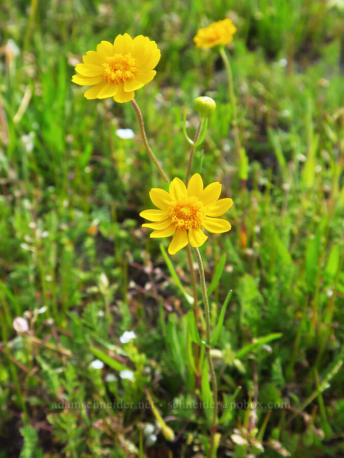 yellow-ray gold-fields (Lasthenia glabrata) [Bear Valley Road, Colusa County, California]