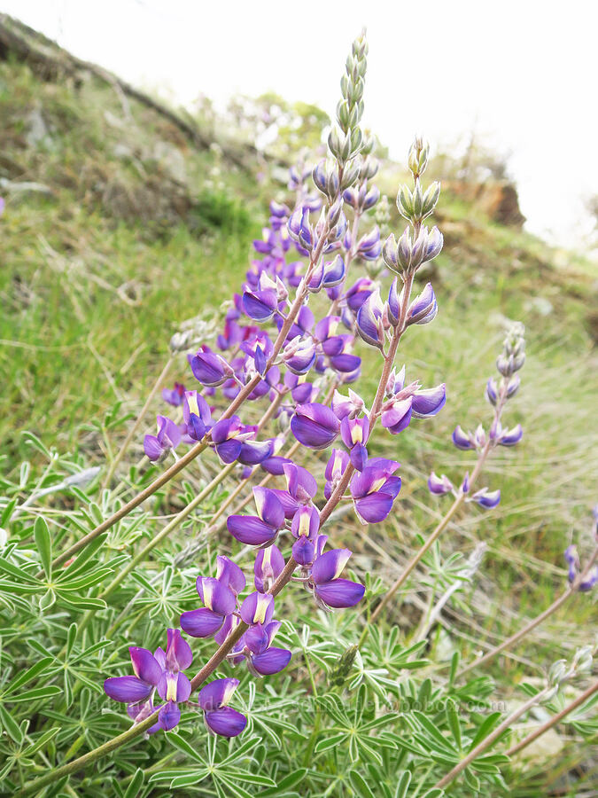 silver bush lupine (Lupinus albifrons) [Brim Road, Colusa County, California]