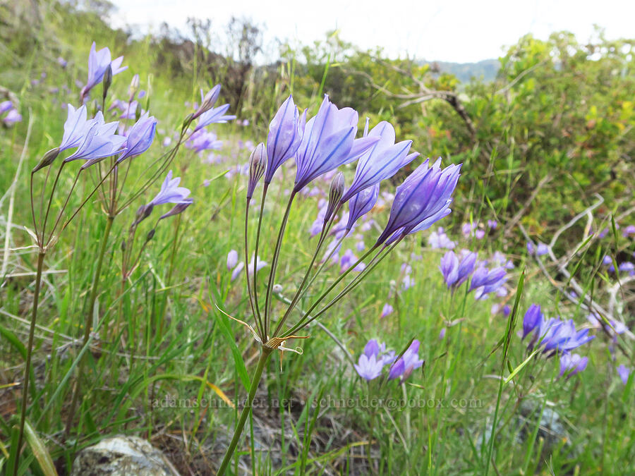 Ithuriel's spear (Triteleia laxa (Brodiaea laxa)) [Brim Road, Colusa County, California]