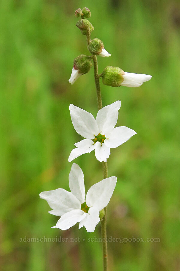 hillside woodland star (Lithophragma heterophyllum) [Brim Road, Colusa County, California]