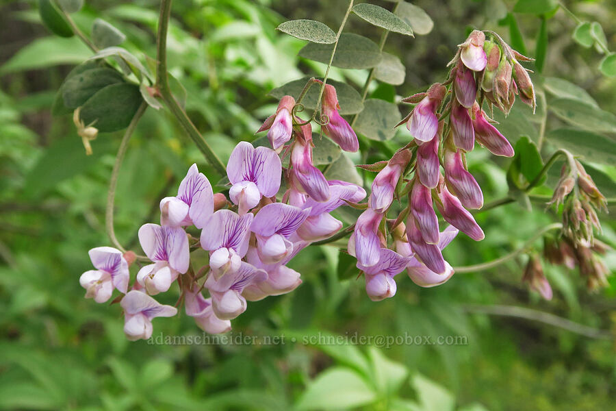 Pacific pea-vine (Lathyrus vestitus var. vestitus) [Brim Road, Colusa County, California]
