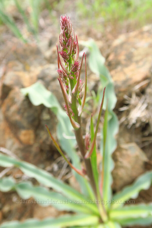 wavy-leaf soap plant, budding (Chlorogalum pomeridianum) [Brim Road, Colusa County, California]